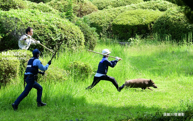 福岡市大濠公園に出没した猪を捕まえようとする躍動感のある写真が 鳥獣戯画にそっくり Togetter