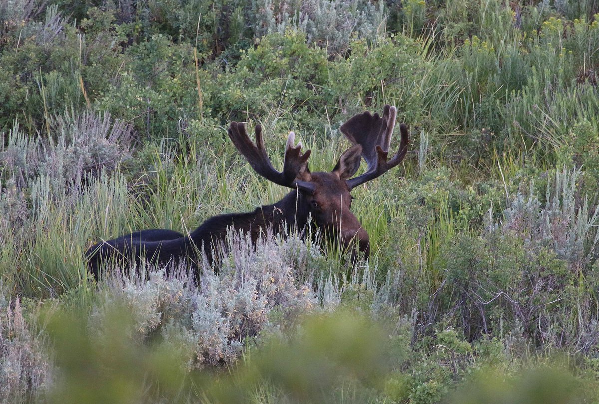 UtahDWR's tweet photo. This moose hates your dog. (They hate all dogs.)
It might try to kick or stomp your dog โ or you โ if yโall get too close. #NotAmoosed #BigMoosetake
Leave. Moose. Alone.
See safety tips: https://t.co/52Qlv3xlh6 #WildlifeSafety #Utah https://t.co/VVkphjHut8