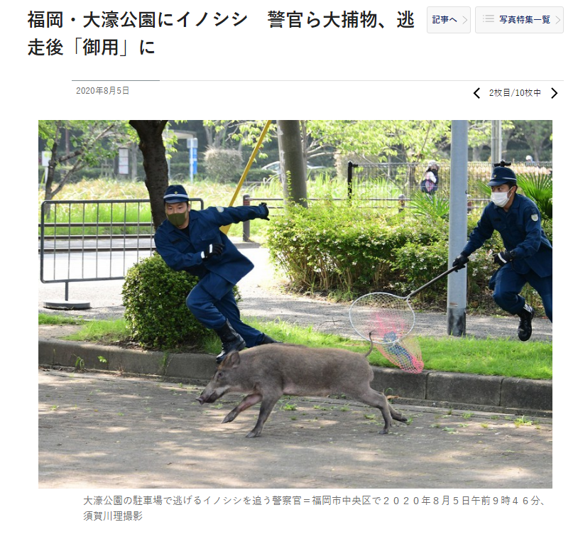 ট ইট র とま 躍動感ある 福岡 大濠公園にイノシシ 警官ら大捕物 逃走後 御用 に 毎日新聞 T Co Lbglfobtfw ট ইট র とま 躍動感ある 福岡 大濠公園にイノシシ 警官ら大捕物 逃走後 御用 に 毎日新聞 T Co Lbglfobtfw