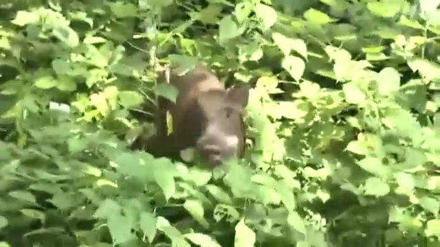 福岡 大濠公園のイノシシ を撮った写真記者 須賀川理氏の報道写真を鑑賞する Togetter