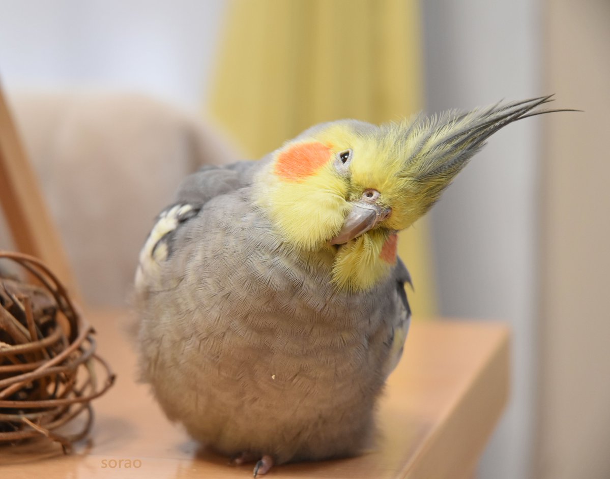 オカメインコのそらおくん もふもふしてかわいい鳥ちゃん 医学的根拠はないがコロナに効くもの