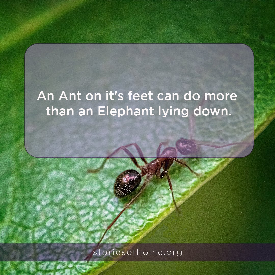 mystoriesofhome's tweet photo. An Ant on it's feet can do more than an Elephant lying down.

#AfricanTips #AfricanTipsWednesday #StoriesOfHome #HopeCommunity #SOH #hope #helping #uplifting #BeingLight https://t.co/oxQBXpGp8v