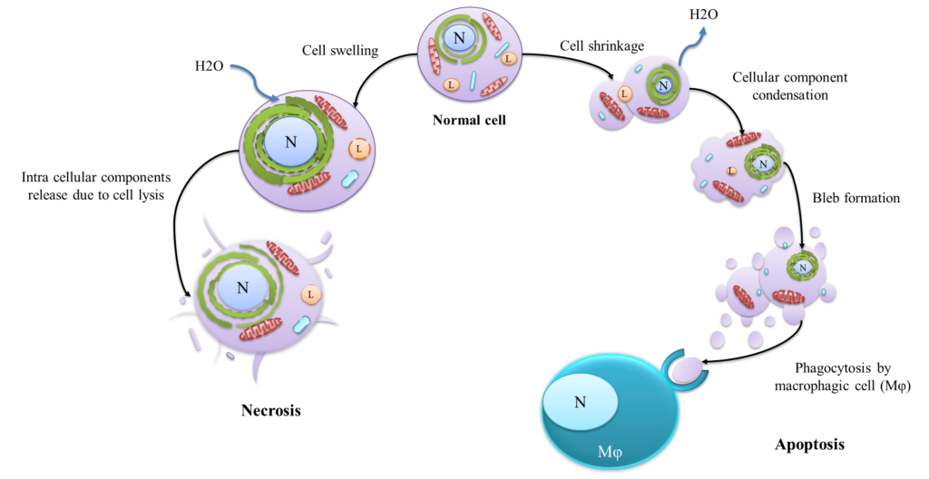 Bio_Trivia's tweet photo. Necrosis is another physiological cellular degradation by traumatic cells. This is not as normal as the apoptosis pathway. Read the article: https://t.co/QoGQ7b2wVC

#apoptosis #necrosis #lifescience #biology #biotrivia https://t.co/hWxQa4gLq8