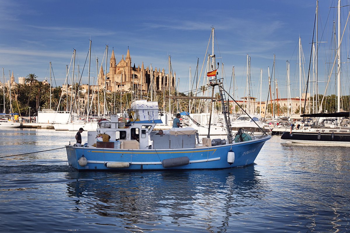 passionforpalma's tweet photo. “              #VisitPalma 
Abgesehen von ihrer atemberaubenden Schönheit und der Lage am Meer, strahlt unsere Stadt Freude &amp; Weltoffenheit aus, und spiegelt die Essenz von @dieBalearen wider. Sie ist eindeutig das ideale Reiseziel! Wirst du uns besuchen? 
📸 Miguel Morey https://t.co/e7ut291xqt