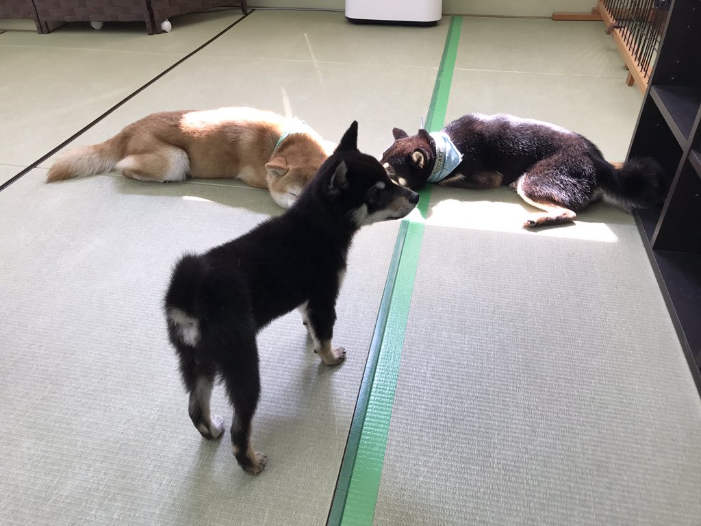 ট ইট র 小豆柴の郷 秋葉原 ミリア お姉ちゃんたち 寝てばっかで遊んでくれないでち レンゲ アクロ あたちたちはのんびりでいいのよ 小豆柴の郷は 豆柴カフェ ではありません 豆柴より小さい世界最小の柴犬小豆柴とも触れ合える 小豆柴カフェ ট ইট র 小豆柴の郷 秋葉原 ミリア お姉ちゃんたち 寝てばっかで遊んでくれないでち レンゲ アクロ あたちたちはのんびりでいいのよ 小豆柴の郷は 豆柴カフェ ではありません 豆柴より小さい世界最小の柴犬小豆柴とも触れ合える 小豆柴カフェ