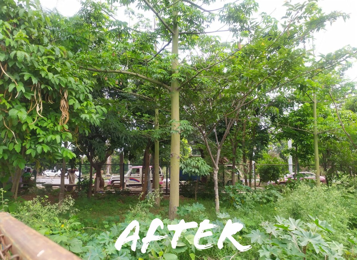 SayTrees tweet media