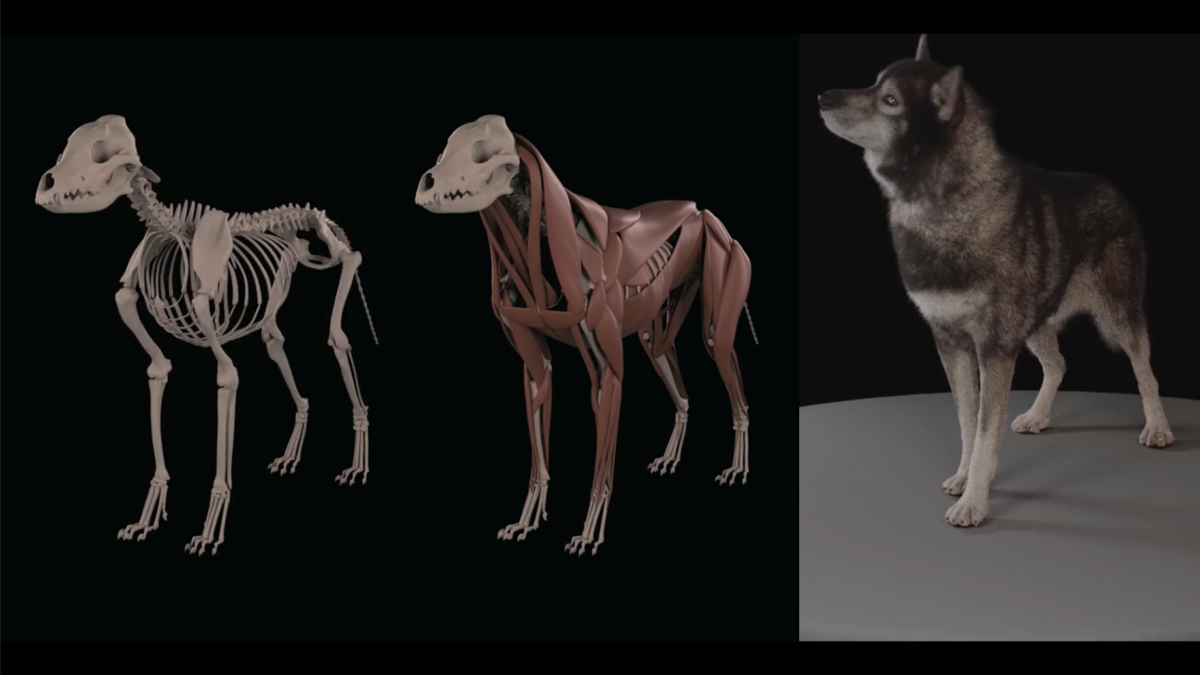 theCGchannel's tweet photo. See @DNEG discuss the challenges of creating photorealistic hero animations of dogs in its narrated #VFXbreakdown of Disney+'s Togo, from fur and fat #simulation to FACS facial coding https://t.co/1SC5KHXykX
#VFX #animation #characterrrigging https://t.co/KVTCdc3hHL