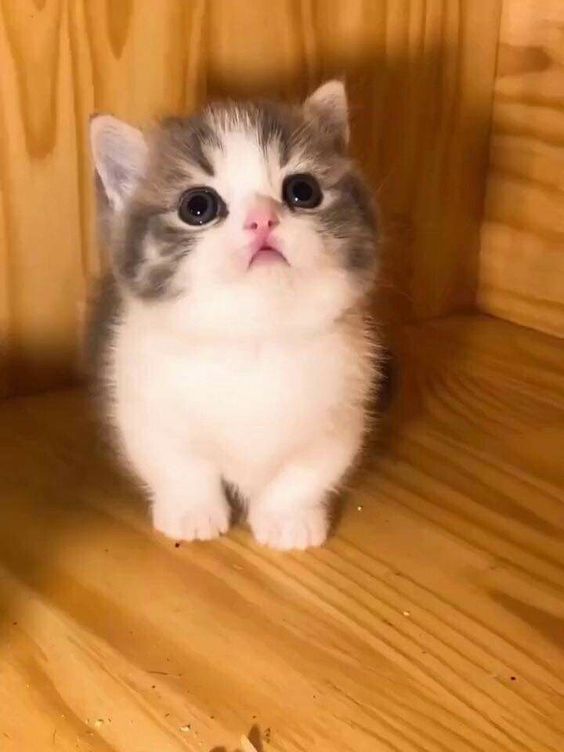 SarahHa06942483's tweet photo. Little things always arouse a desire for protection.🥰 https://t.co/xF87NP3Zsp