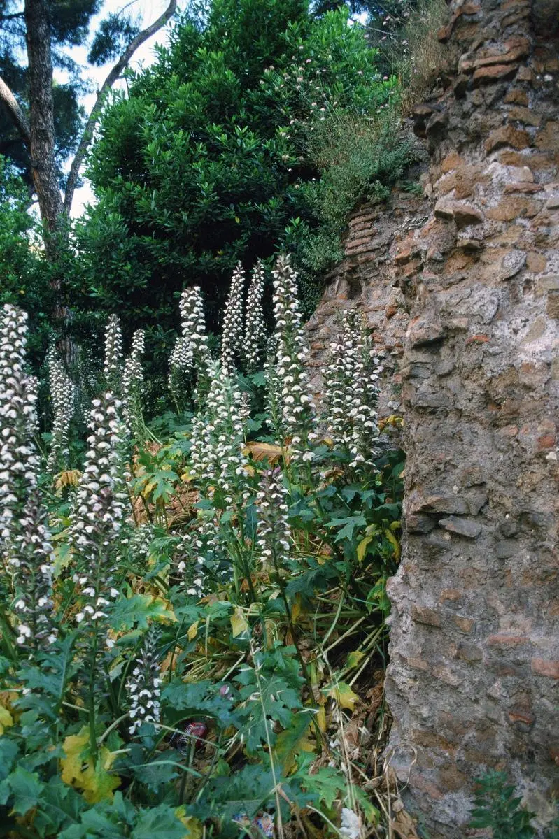 OptimoPrincipi's tweet photo. Did you know that flowers native to North Africa still grow in the ruins of the Colosseum, their seed thought to have been brought to Italy in the fur of exotic animals displayed by the Romans. A 19th century survey found 420 species of plant and 56 types of grass growing inside. https://t.co/CVGx7hte7w