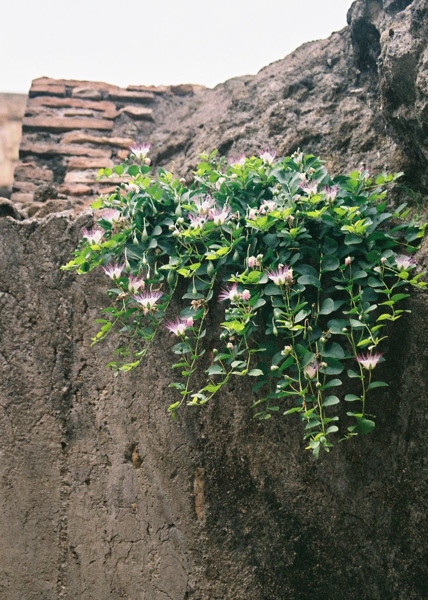 Did you know that flowers native to North Africa still grow in the ruins of the Colosseum, their seed thought to have been brought to Italy in the fur of exotic animals displayed by the Romans. A 19th century survey found 420 species of plant and 56 types of grass growing inside.