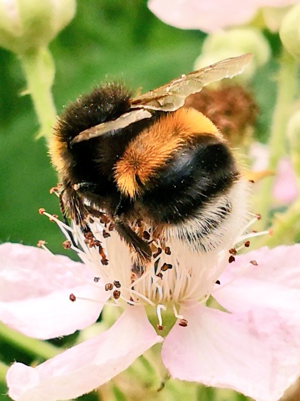 Vote #Streatham. Home to our most precious living creatures #bees