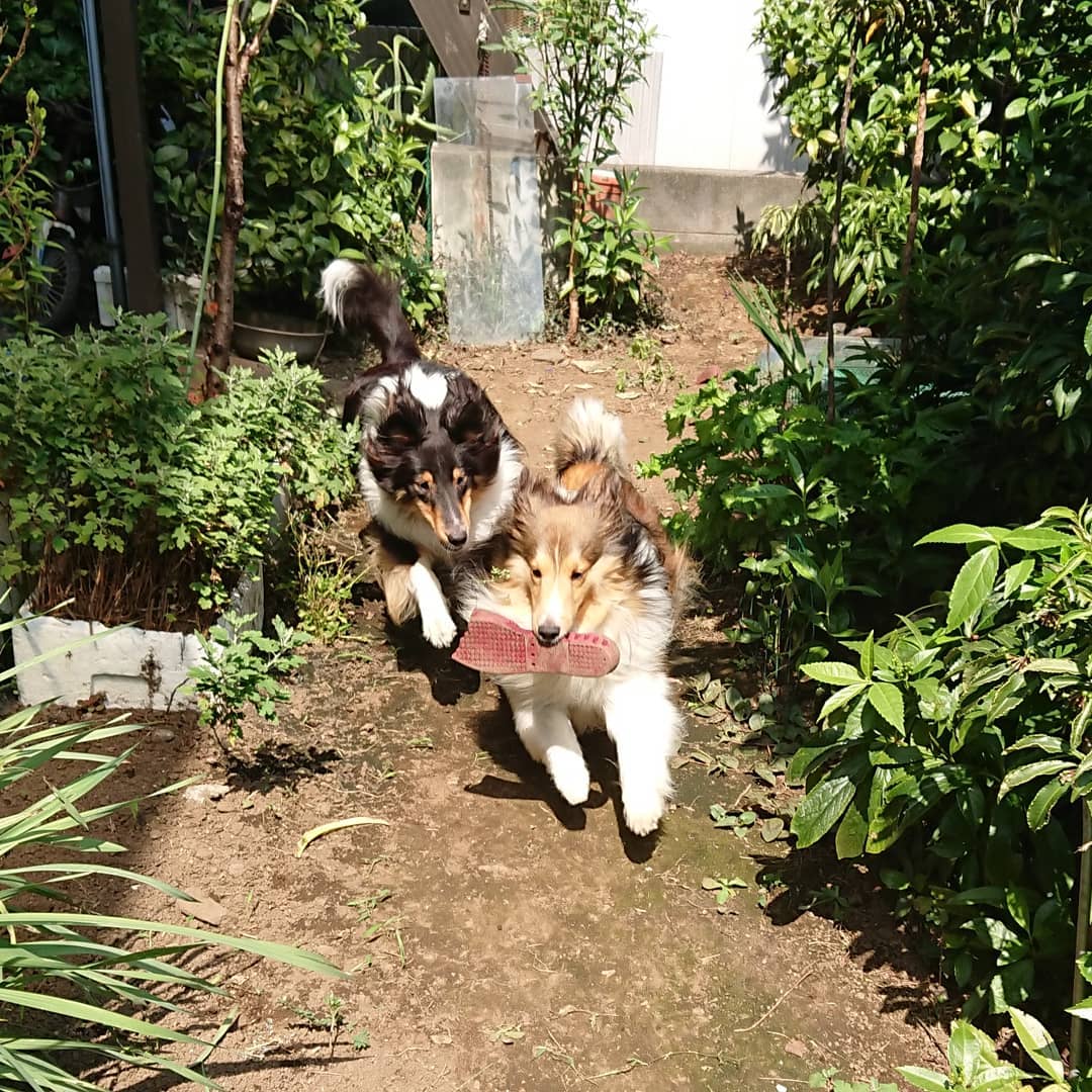 lcmc_1815's tweet photo. 我が家の獅子舞たち?
^・< >・^
&見守るくーちゃん🐱
#シェルティ
#シェットランドシープドッグ
#sheltie
#shetlandsheepdog
#ラキミキ
#ラッキーミッキー
#キッキー
#luckymickey
インスタ⇒https://t.co/RwU1XKIp00 https://t.co/VFgDru3Mru