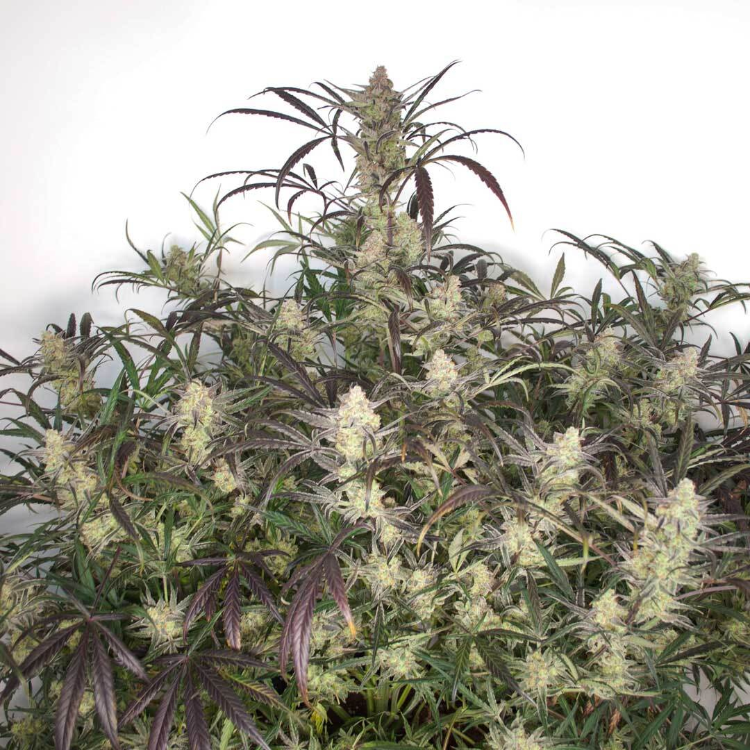 DutchPassion_'s tweet photo. Do you like to wake and bake? 🛌
Auto Brooklyn Sunrise® gives an unusually strong initial euphoric high, it’s a perfect morning choice which is where the variety got its name🌅
#AutoBrooklynSunrise #Diesel #hybrid #wakenbake #headrush #headhigh #activehigh #creativehigh https://t.co/VxcYAnQtg4