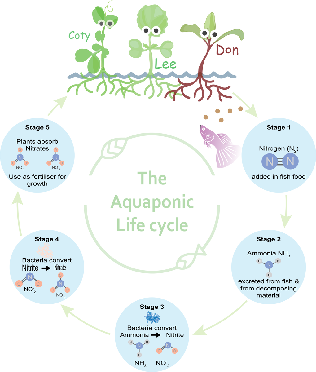 BanyuleNillumTS's tweet photo. 👩🏽🌾Farming on water
🧪 Nitrates ➡️Nutrients 🥗
♻️ Nitrogen
🌱 Aquaponics
🌿 Sustainability
🌾 Biodiversity
@BanyuleNillumbikTechSchool
@farmwall
#STEMeducation
#TechSchools #BNTS #FarmWall https://t.co/ACMR4bisZY