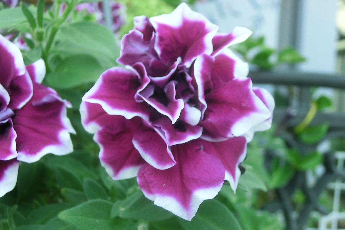 のがみ ゆうじ בטוויטר 先日 八重咲きカリブラコア と誤記してしまった紫に白覆輪の八重咲きペチュニア 八重咲きペチュニア