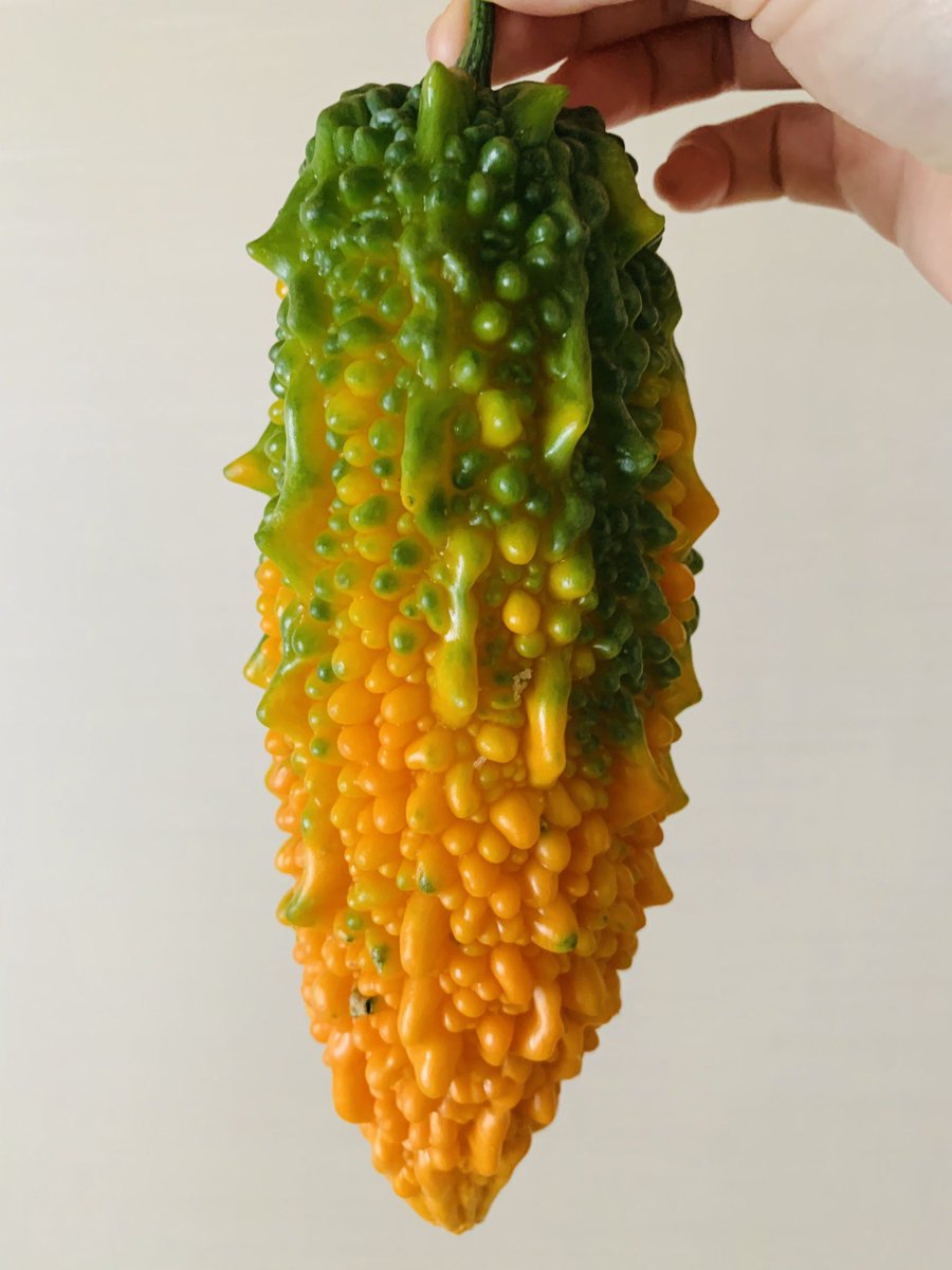 Fabala 初めて知った ゴーヤは熟すと黄色になりタネは赤くなるのだと ゴーヤ 熟した 色が変わる 甘くなるみたい なるほど ほえー メロン味らしい 野菜 夏野菜