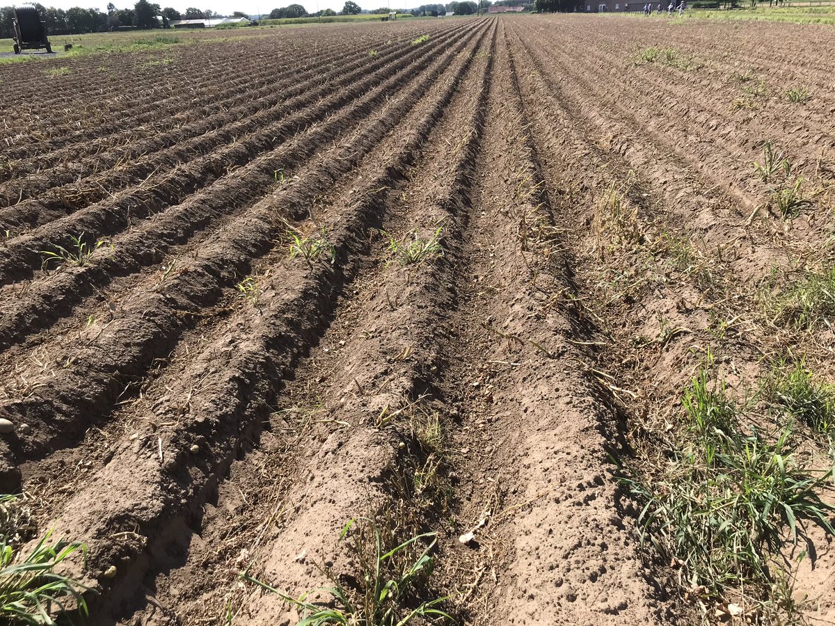 Doodgespoten #aardappelveld. Lust jij ze nog? Ik niet meer, zeker in de wetenschap dat ze in de groei periode ook al x keer bespoten zijn. Koop dus biologisch en liefst lokaal. Als we dat allemaal doen volgen de supermarkten vanzelf wel.