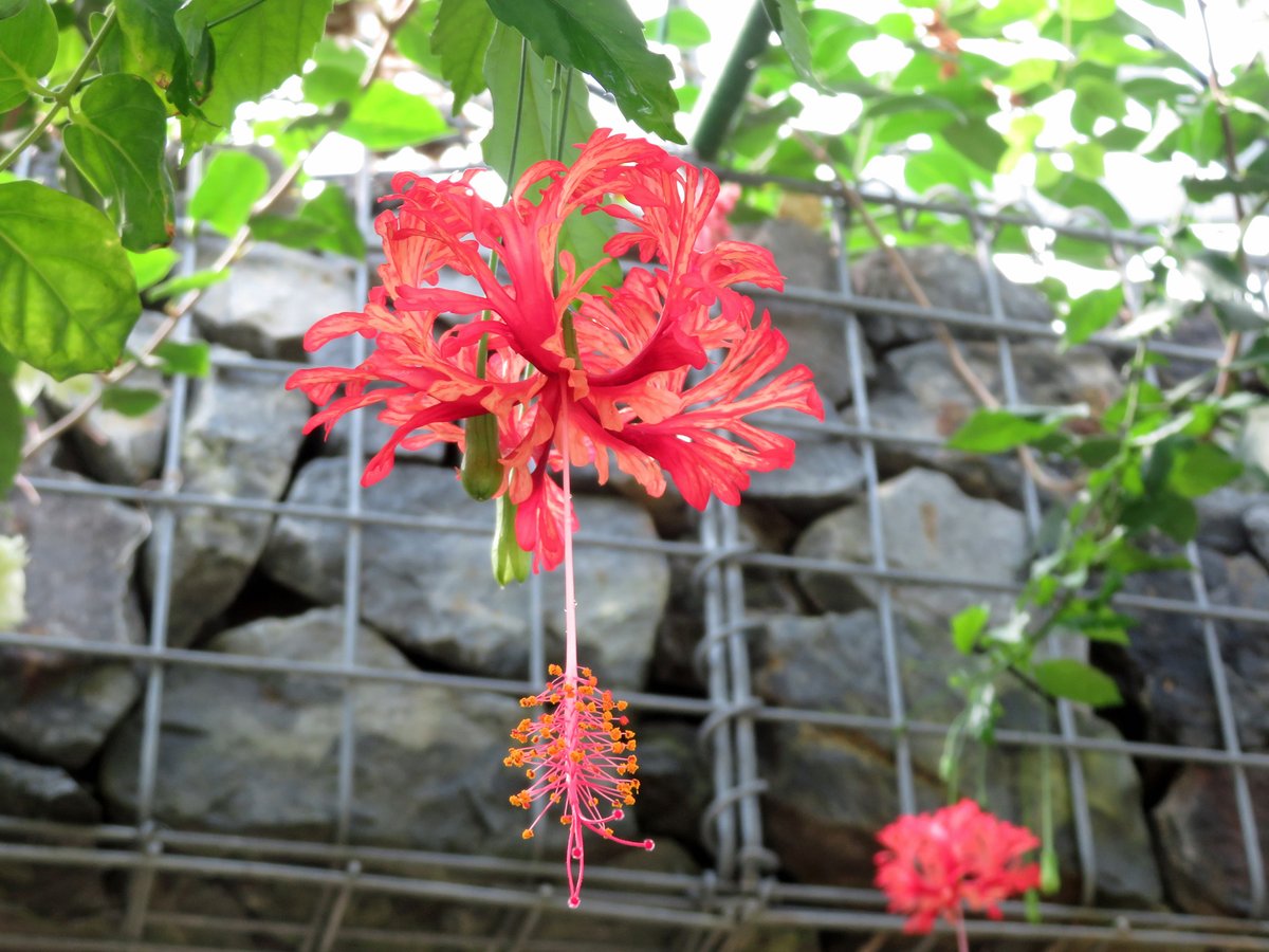 新宿御苑 自然情報 בטוויטר 温室でドラゴンフルーツの花がそろそろ開花しそうです 早ければ今夜には咲くかもしれません 良い香りのするプルメリア ハイビスカスなど熱帯の花々や バナナやパパイヤなどトロピカルフルーツがみごろの温室で 南国気分を楽しんでみ