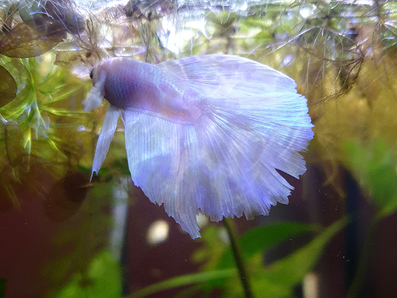 This ghost is really pretty. It would be neat if he could stick around long enough for his fins to patch up.