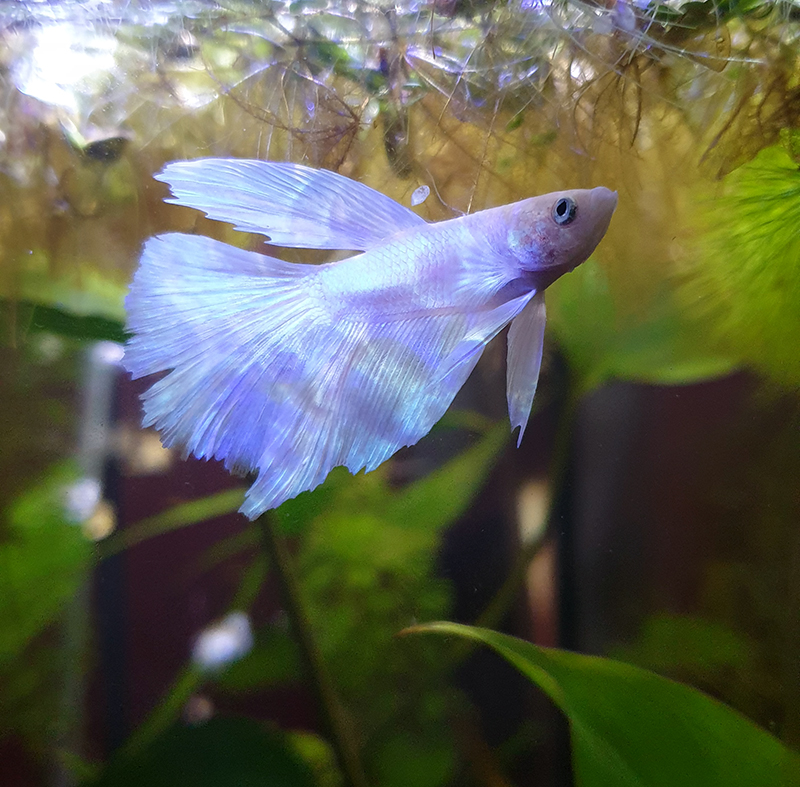 This ghost is really pretty. It would be neat if he could stick around long enough for his fins to patch up.