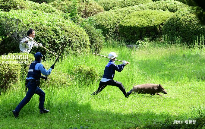 福岡の大濠公園でイノシシ Vs 警察の大捕物が展開 写真が良すぎる と評判に Togetter 福岡の大濠公園でイノシシ Vs 警察の大捕物が展開 写真が良すぎる と評判に Togetter