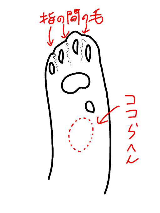 個人的ネコチャンの好きなとこ 
