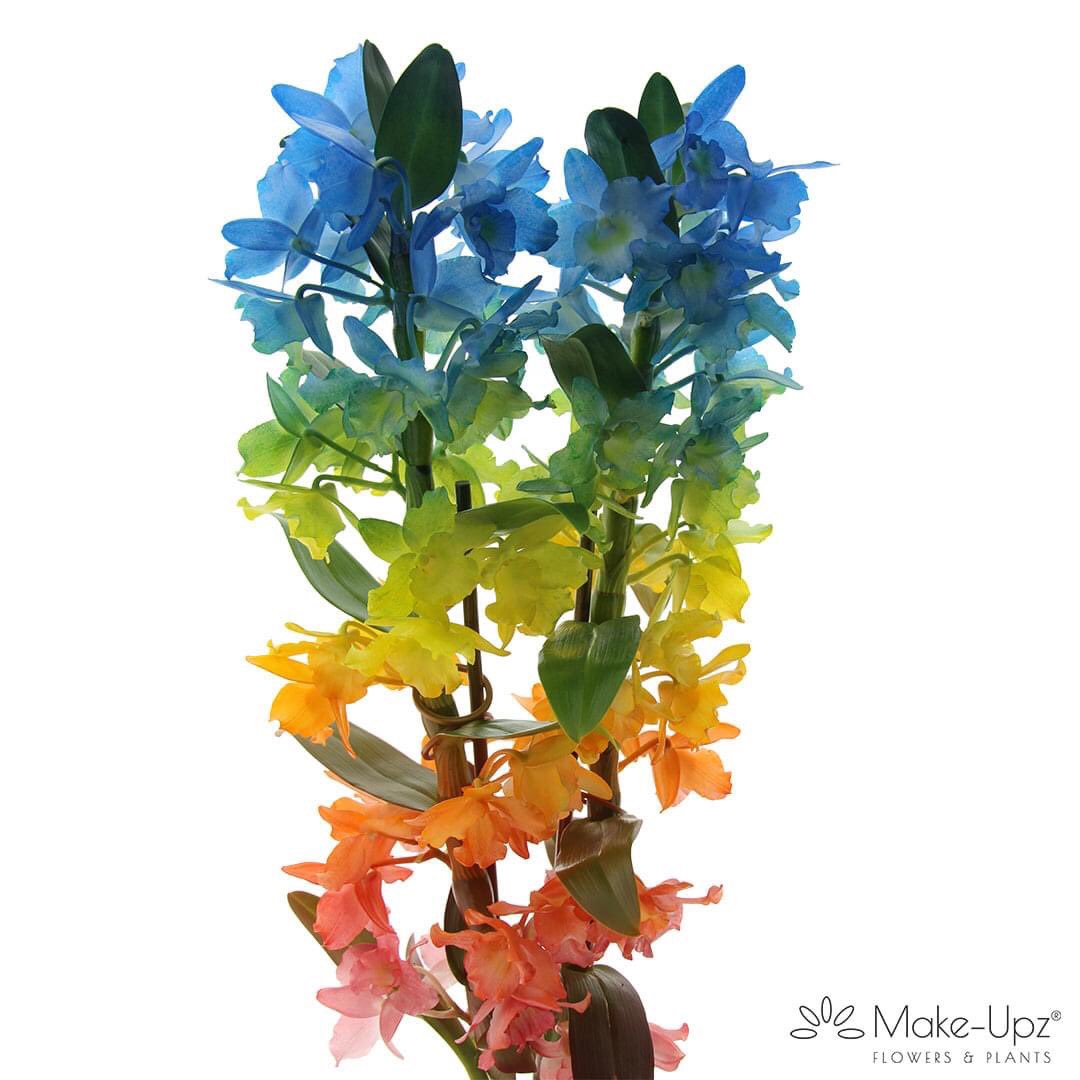 WooningOrchids's tweet photo. These beautiful plants will provide many living rooms with color! ๐๐๐
by @Greencre8
#wooningorchids #dendrobium #dendrobiumnobile #rainbow #makeupz https://t.co/0owHgaLC10