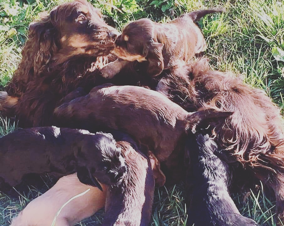 LAlacocker31's tweet photo. La joie d'être mère
#cockerlove #mydogiscutest #cockeranglais #cockerspaniel #cocker #dogsofinstaworld #instadog #cockerspanielworld #dogs #dog #chien #chiens #pet #pets #englishcocker #doglover #dogslover #doglovers #cockerpuppy #doglife #cockerdream #cockerworld #ilovemydog https://t.co/rmDyo4Pwn0