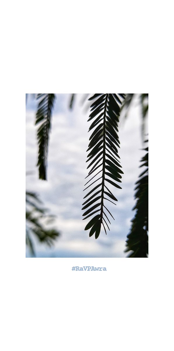rav_pawra's tweet photo. 🌿☁️Every moment is a fresh beginning🌿 ☁️
 #quoteBy~T.S Eliot #nature #beauty #postrains #leaves #theleaf7 #ravpawra #soothingtoeyes #keepliking #keepclicking #photography #staysafe #spreadhappiness #spreadpositivity #exploreyourself #explorenature https://t.co/dkQnt2m0Br