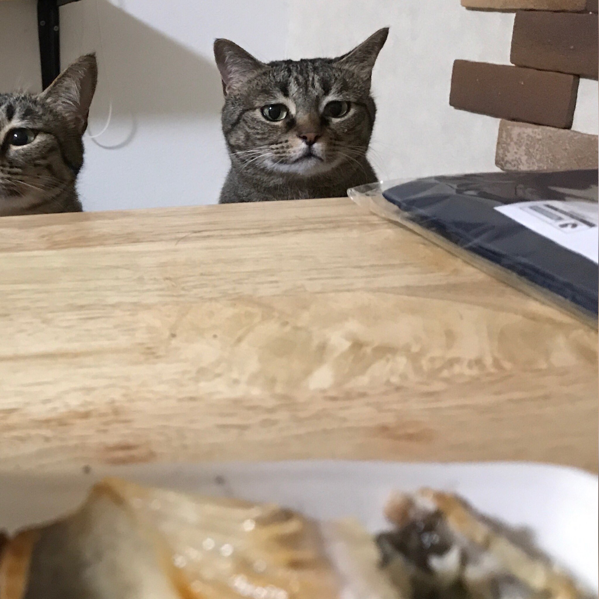 ホッケを食べようとするも 猫たちの圧がすごくて食べるに食べられない 話題の画像プラス