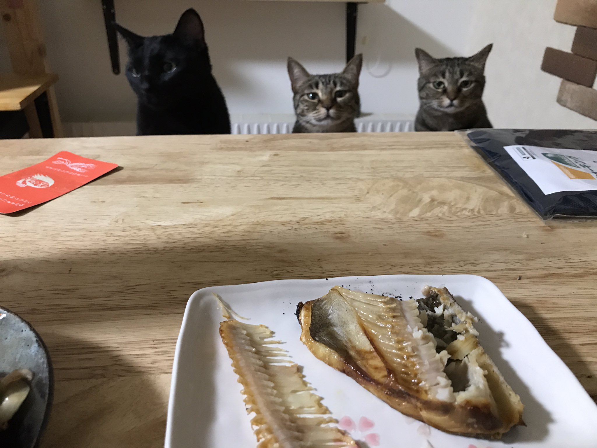 ホッケを食べようとするも 猫たちの圧がすごくて食べるに食べられない 話題の画像プラス