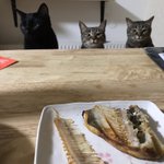 ホッケを食べようとするも･･･!猫たちの圧がすごくて食べるに食べられない？!