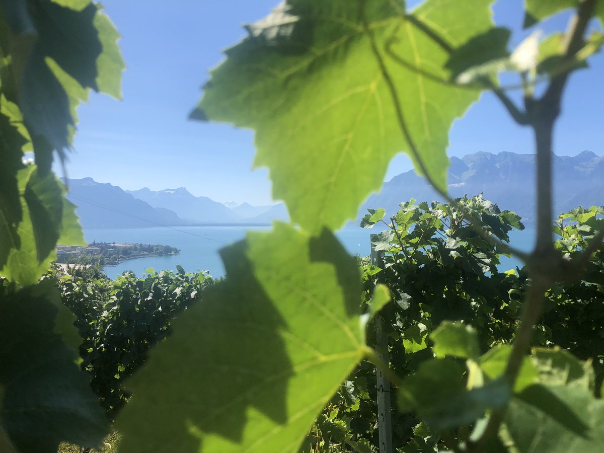 sibtrenck's tweet image. #RivieraVaudoise #WirBrauchenSchweiz