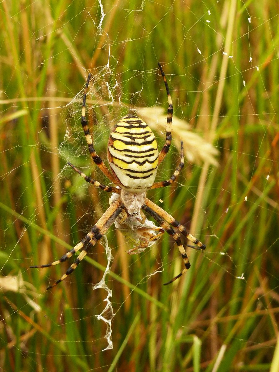 Devon Wildlife Trust tweet media