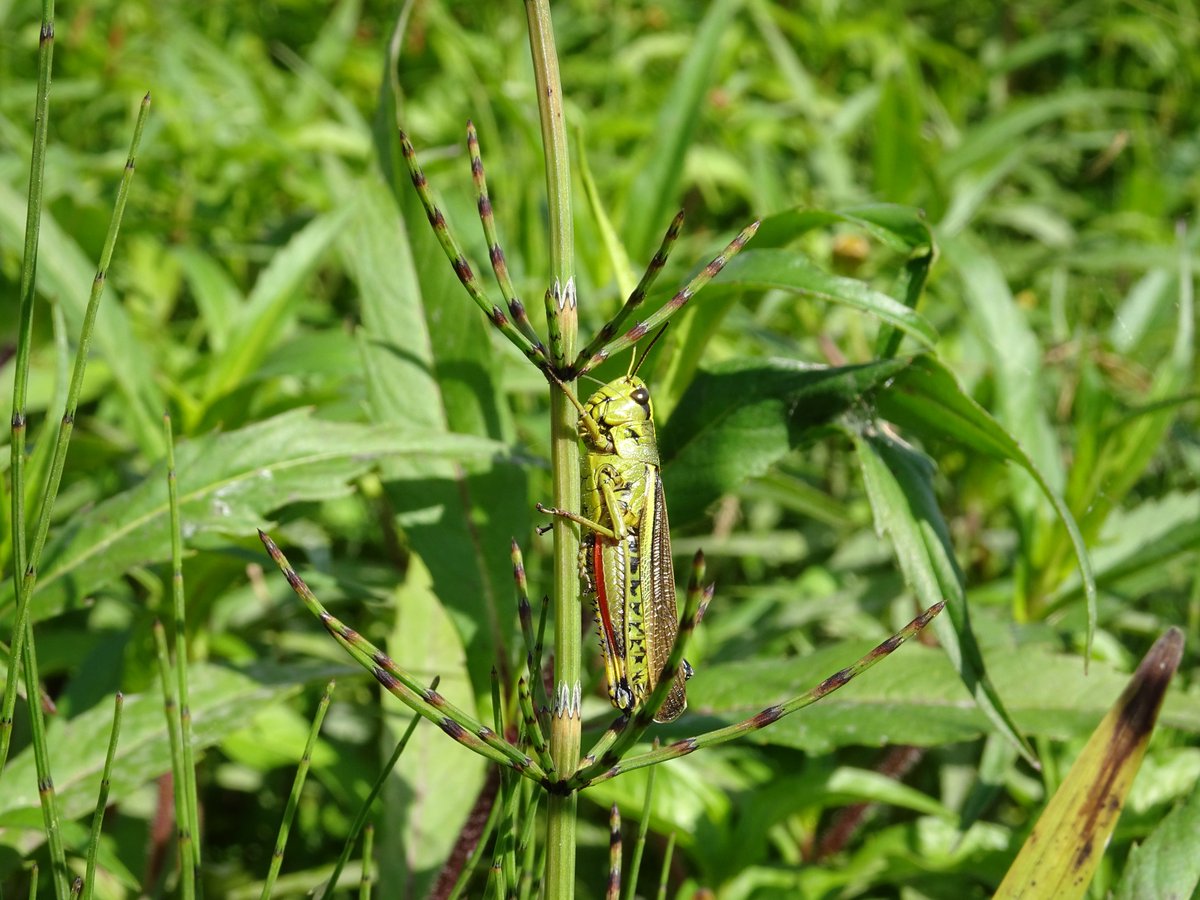 Een ronde over de heide en door de graslanden van het #Schuitwater levert 3 mooie sprinkhaansoorten op: #blauwvleugelsprinkhaan, grote groene sabelsprinkhaan, #moerassprinkhaan