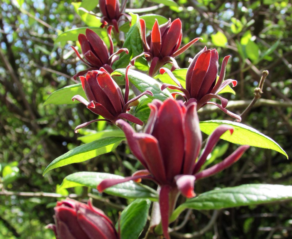 Five summer-flowering shrubs to add colour to your garden ow.ly/CWsl102jUwd