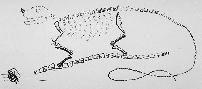 Supposedly, Mantell – a medical doctor and amateur palaeontologist – obtained some fossil teeth while visiting a patient in Cuckfield, East Sussex. He realised they were from a giant reptile, and named the beast  #Iguanodon in 1825…  #dinosaurs  #fossils