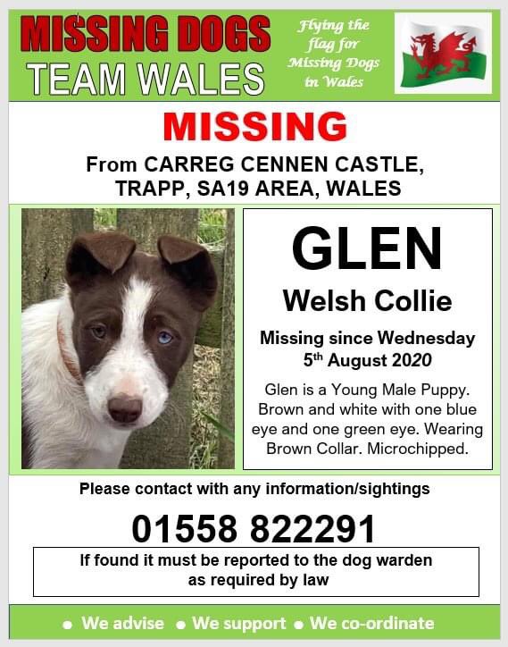 💥MISSING FROM #CARREGCENNEN CASTLE , #TRAPP, #SA19 AREA, WALES since WEDNESDAY 5th AUGUST, 2020 💥 Microchipped.
‼️Glen followed some walkers  - this  was picked up on CCTV.‼️
 If you have any information please contact the number on poster.
m.facebook.com/story.php?stor…