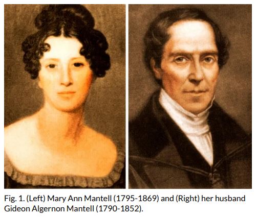 .... how Mary Mantell was visiting her friend Mrs Bridget Waller (note: Mary was _not_ accompanying Gideon while he was on a job) and, observing a man breaking stones for use in road-building, noticed a fossil, which she bought from him. She later passed it to Gideon.