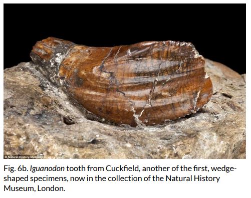 This is important in the  #Iguanodon story, since it provides more information on, and verification of, the fact that Mary did indeed find, obtain and pay for the original tooth (or teeth). In other words, she acted as a purchaser and obtainer of  #fossils, just as Gideon did...