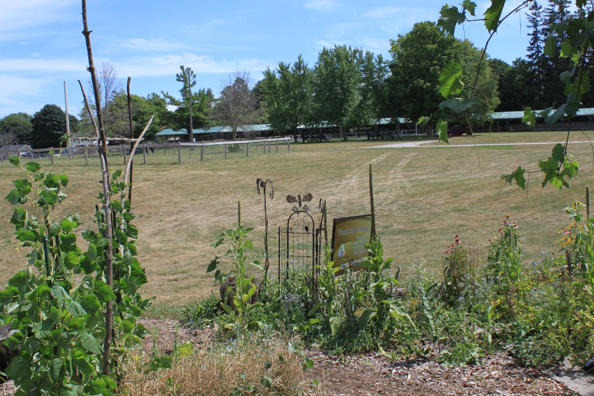 It's like a paradise next to a desert at Care &amp; Share Community Garden in Port Perry, On. Native perennial gardens not only look amazing but attract beneficial insects, birds, lizards, (and people) to #communitygardens Keep up the amazing work Care &amp; Share!  
<a href="/ECAlertezON149/">PortPerry</a>