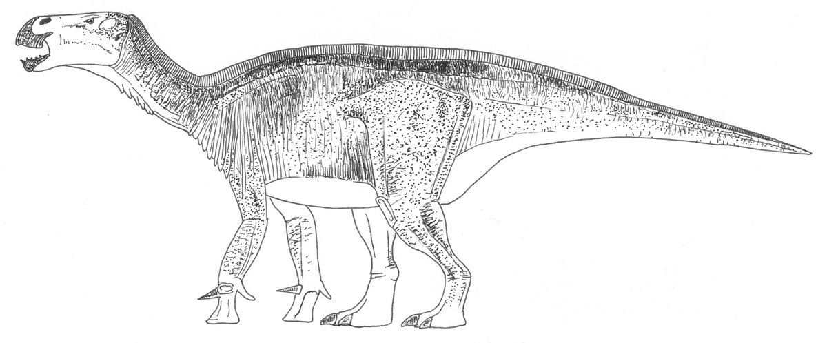 This verifies Mary’s role in events and shows that it was wrong to exclude her. She should be credited with finding the specimen(s) which allowed Gideon to make the breakthrough he did. A pdf of @fossilmaniow’s article is available if you ask :)  #dinosaurs [ #Iguanodon by me]