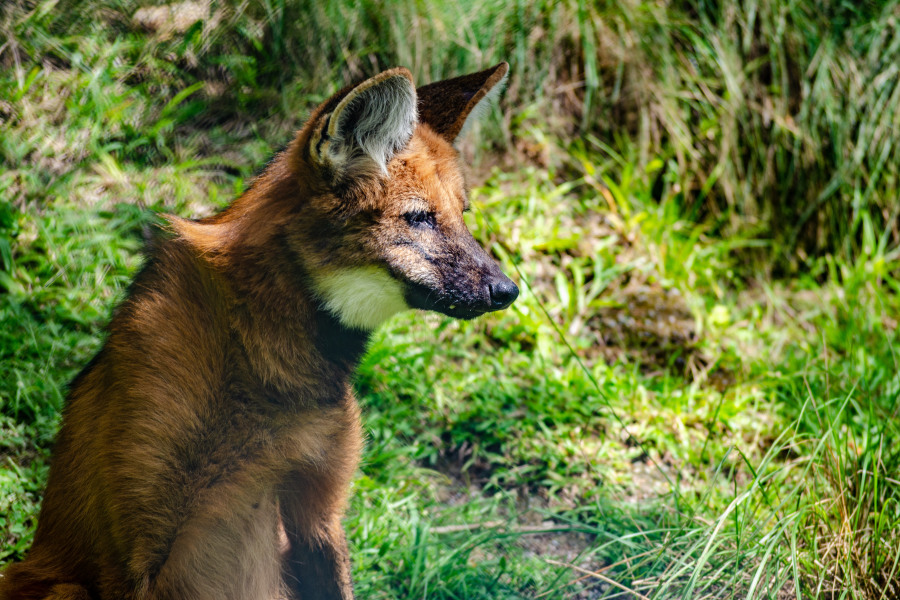 NordesteEco's tweet photo. Animais do Parque de Dois Irmãos, em Pernambuco, mudam de comportamento na quarentena | Foto: Lu Rocha / Semas-PE
Leia mais: https://t.co/J1xOd30Qh1
#bemestaranimal #biossegurança #Covid19 #ParqueEstadualdeDoisIrmãos #quarentena #SemasPE #zoológico https://t.co/e6MKfQJKcK