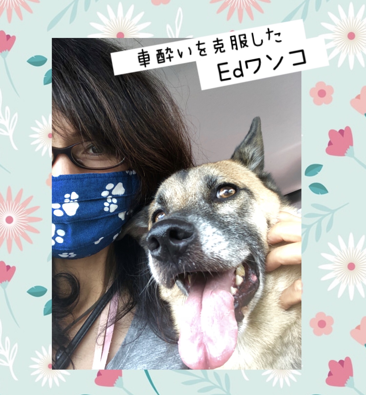犬の車酔い Twitter Search Twitter