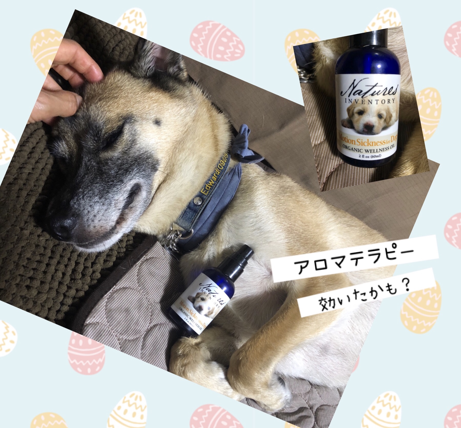 犬の車酔い Twitter Search Twitter