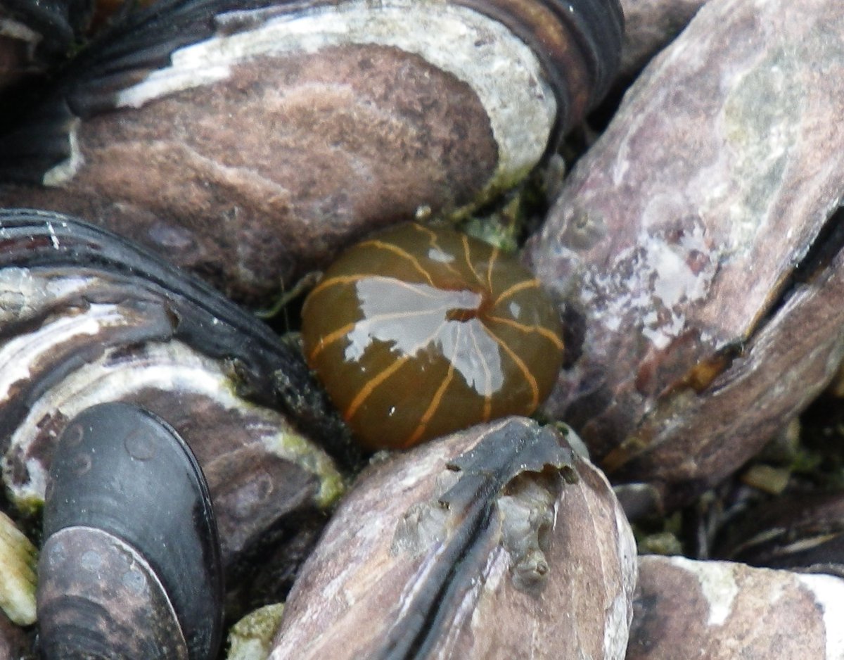 浅虫生物アーカイブ على تويتر タテジマイソギンチャク Haliplanella Lineata Verrill 1869 タテジマイソギンチャク科 体壁は濃いオリーブ色で あざやかなオレンジ色の縦線はないこともある 体壁に疣はない 浅虫では稀