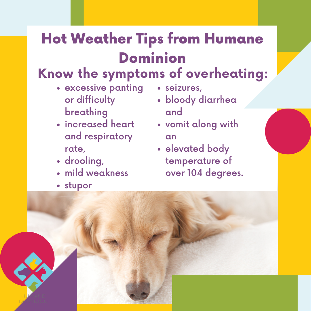 It is important to know the signs of overheating in pets, especially when it is super hot outside. Here are some common signs of overheating. 

#summer2020 #animals #animalsafety #valegislation #virginiawildlife #virginia  #virginiabackyards