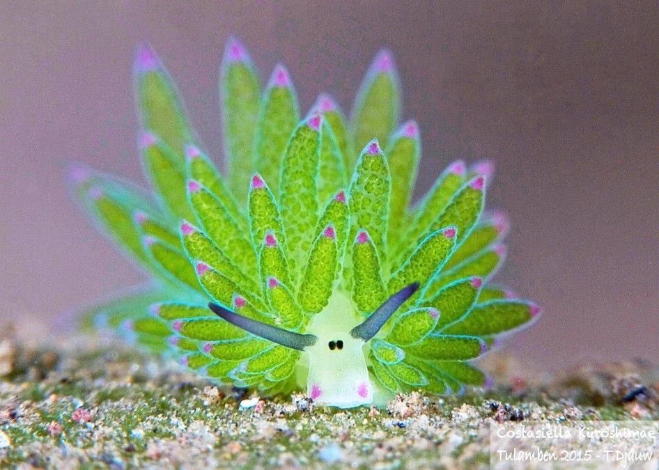 「海葉ナメクジ」こんなにかわいいナメクジ見たことない！！