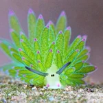 「海葉ナメクジ」こんなにかわいいナメクジ見たことない!