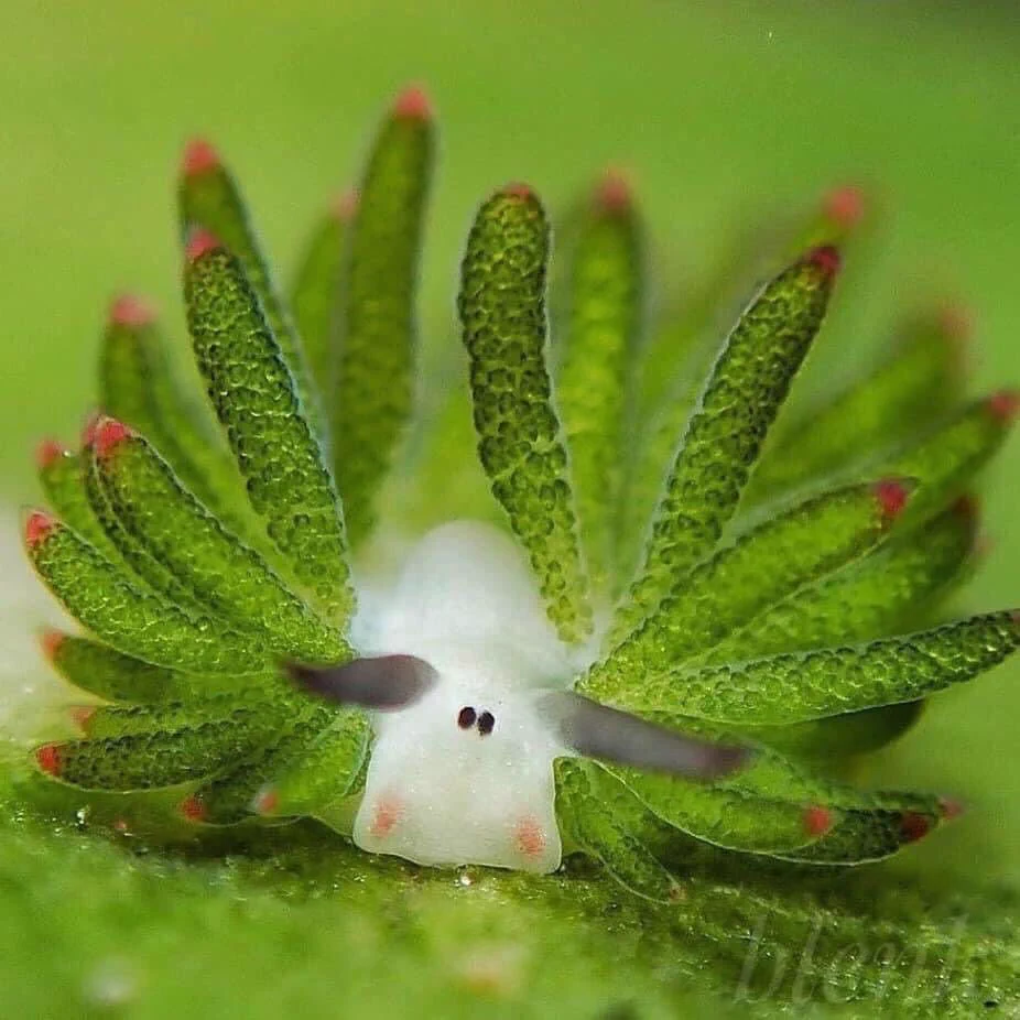 「海葉ナメクジ」こんなにかわいいナメクジ見たことない！！